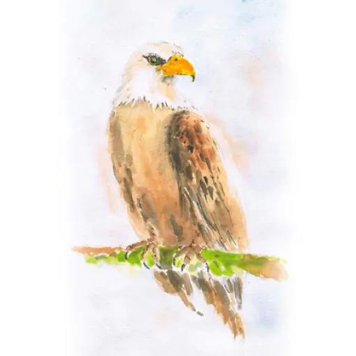 Golden Eagle - Unframed